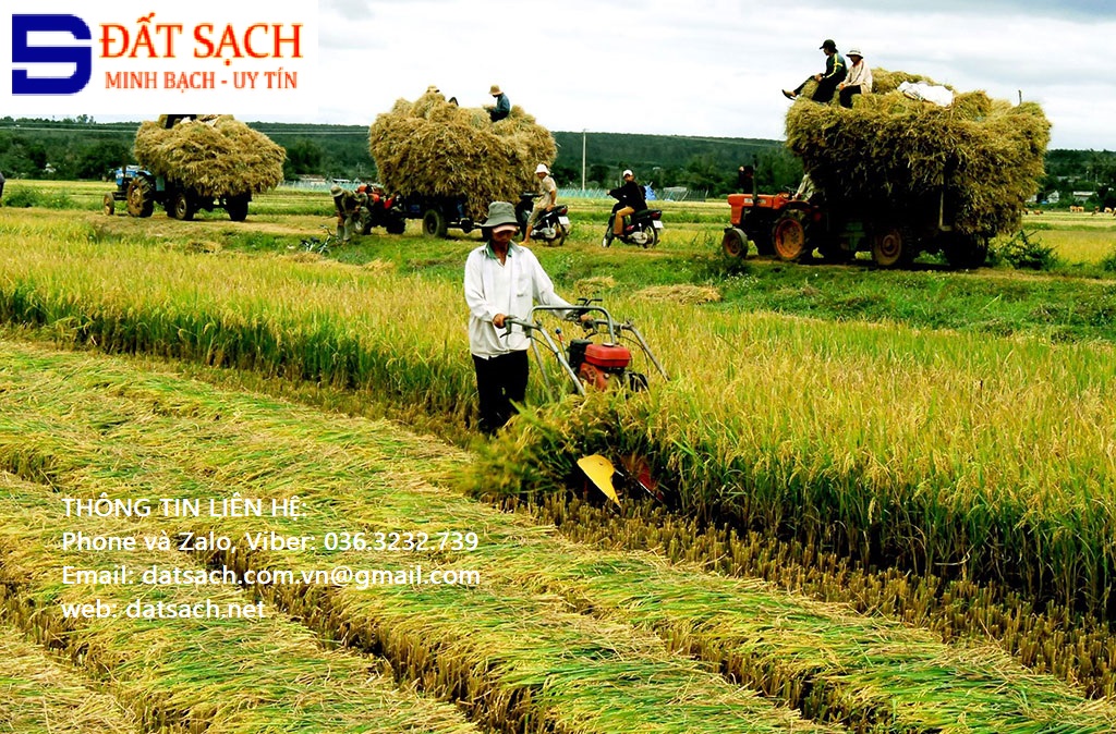 Quy định pháp luật về di chúc miệng