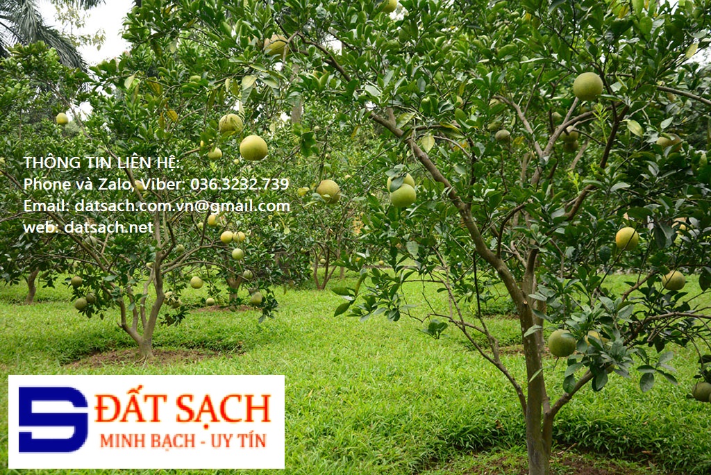 Công chứng hợp đồng, giao dịch đã được soạn thảo sẵn